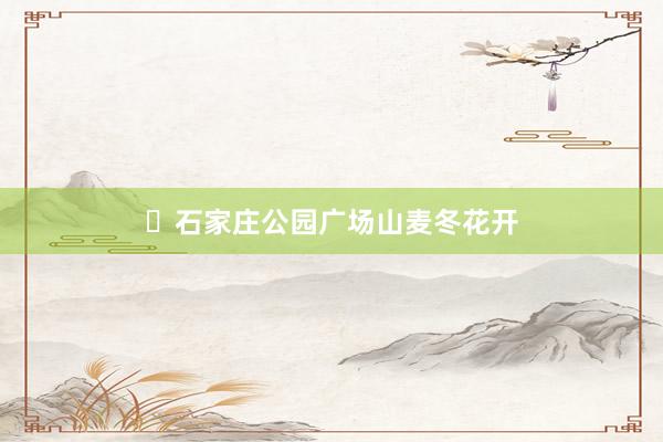 ​石家庄公园广场山麦冬花开